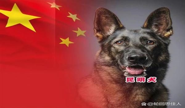 三角洲寻血猎犬技巧（再给我几个三角洲寻血猎犬的技巧）